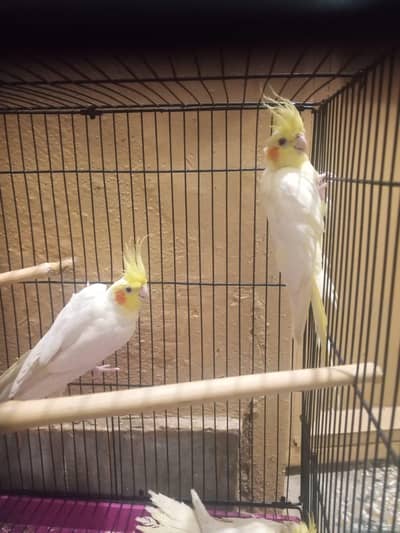 Cockatiel  3 parrots with cage