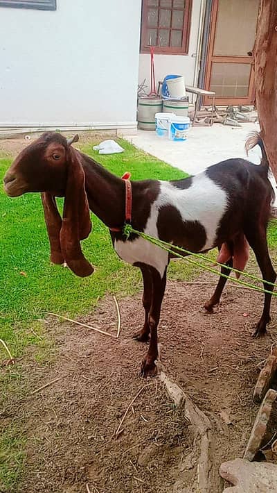Bakri for sale Punjab nasal ki hai