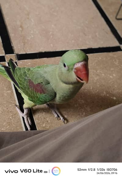 Raw parrot male