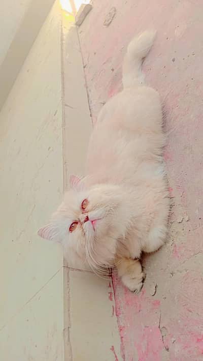 Persian male triple coated Punch face