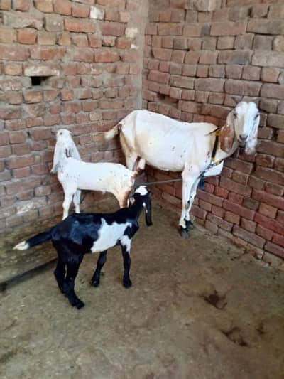 bakri sath 2 male bachy