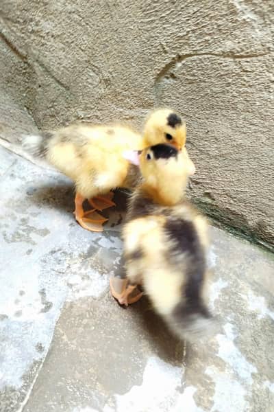 1 month baby ducks pair