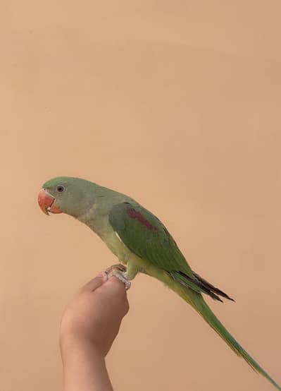 Raw hand tamed parrot