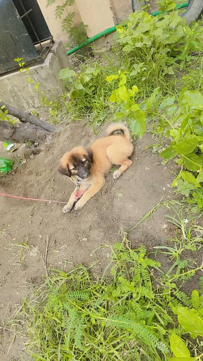 puppy for sale
