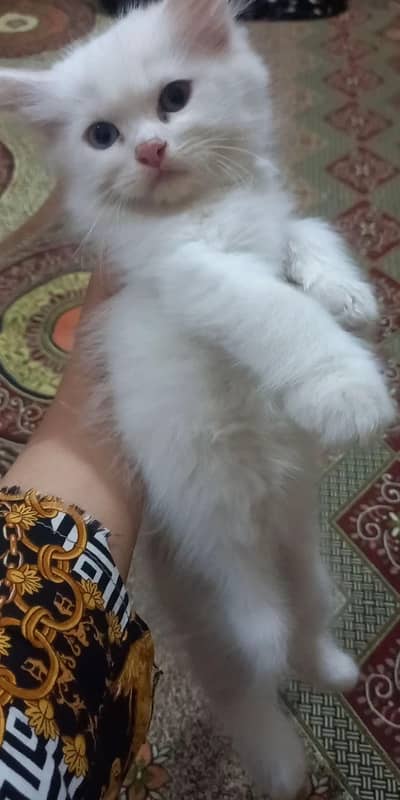 Kittens for Sale