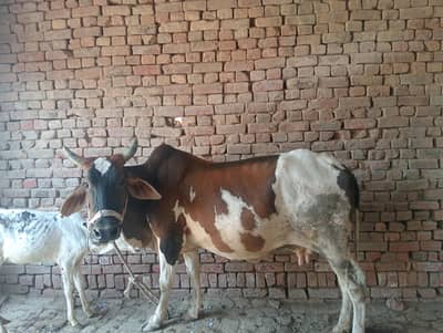 چولستانی کراس گاۓ