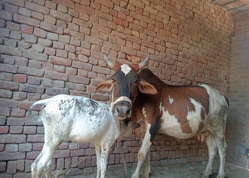 چولستانی کراس گاۓ 1
