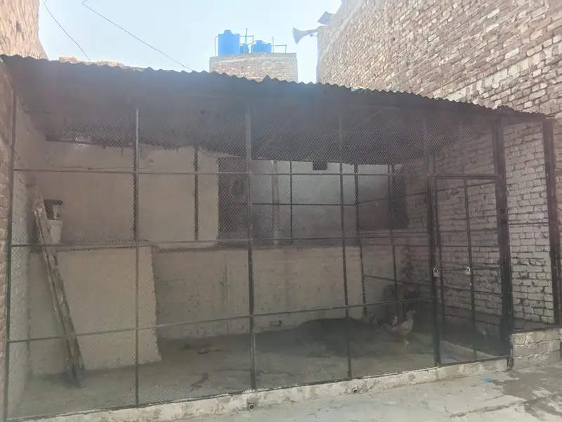 cage hen — photo 3