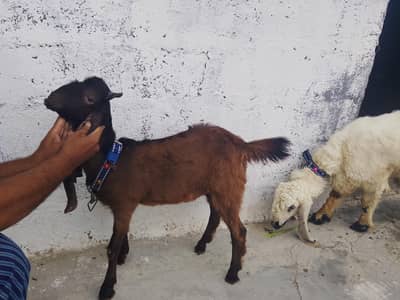selling nawab shah kamori Bakra