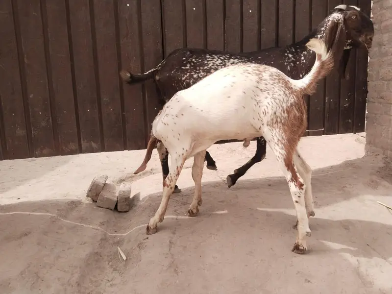 desi Bakra for Sale Mashallah Call  03188945675 — photo 2