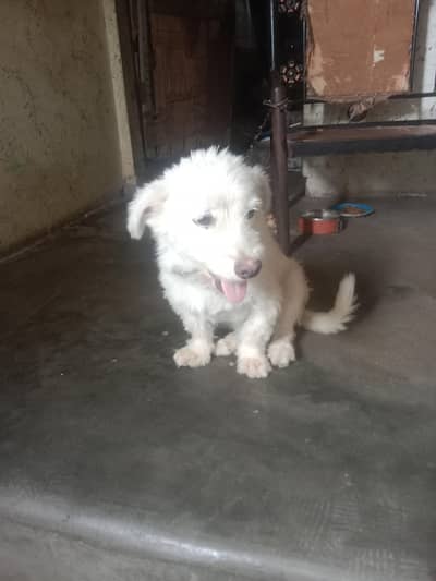 dog russain