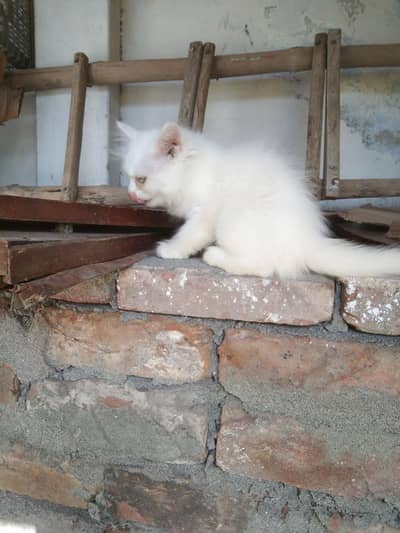 Persian long hair kitten