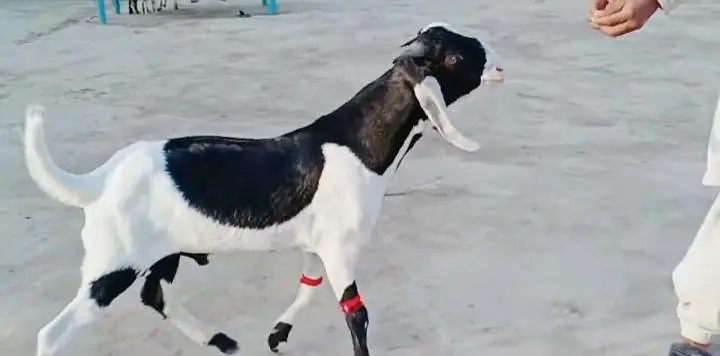 gulabi bakra for Sale Mashallah Call 03188945675 — photo 2