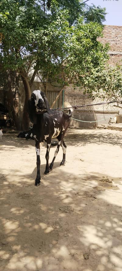 barbani lailpuri cross bakri dodh wali