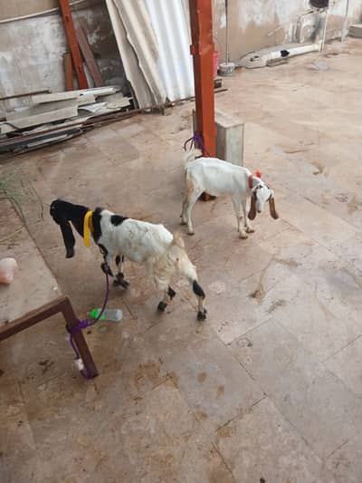 2 babby goats 3 months and 4.5 months