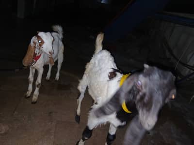 2 babby goats 3 months and 4.5 months