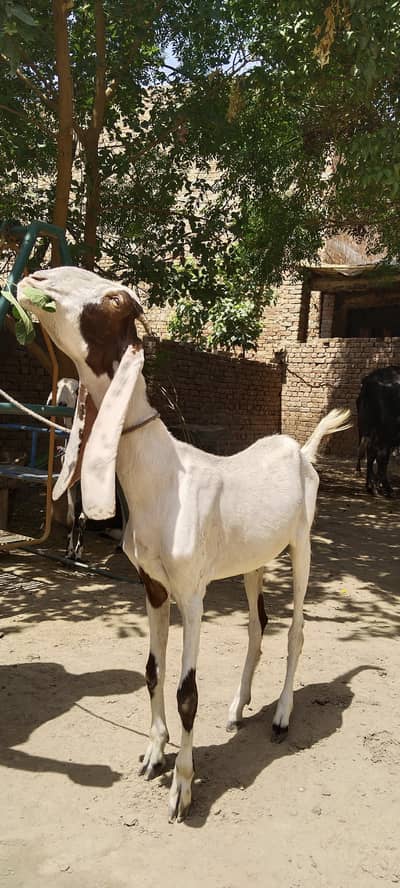 Rajan puri bakri
