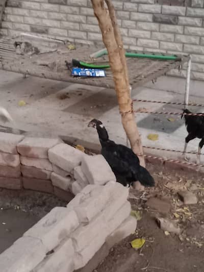 Aseel hen for sale breeder hen