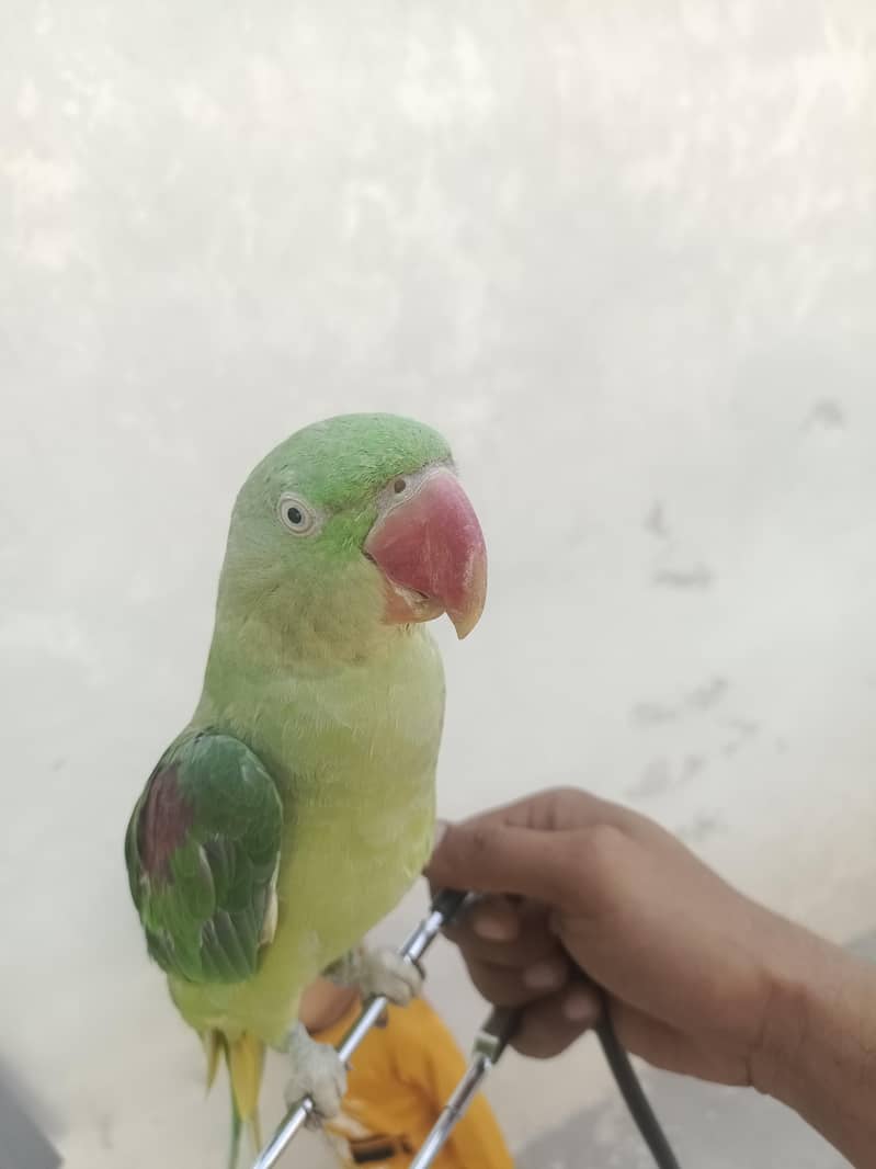Raw parrot 0