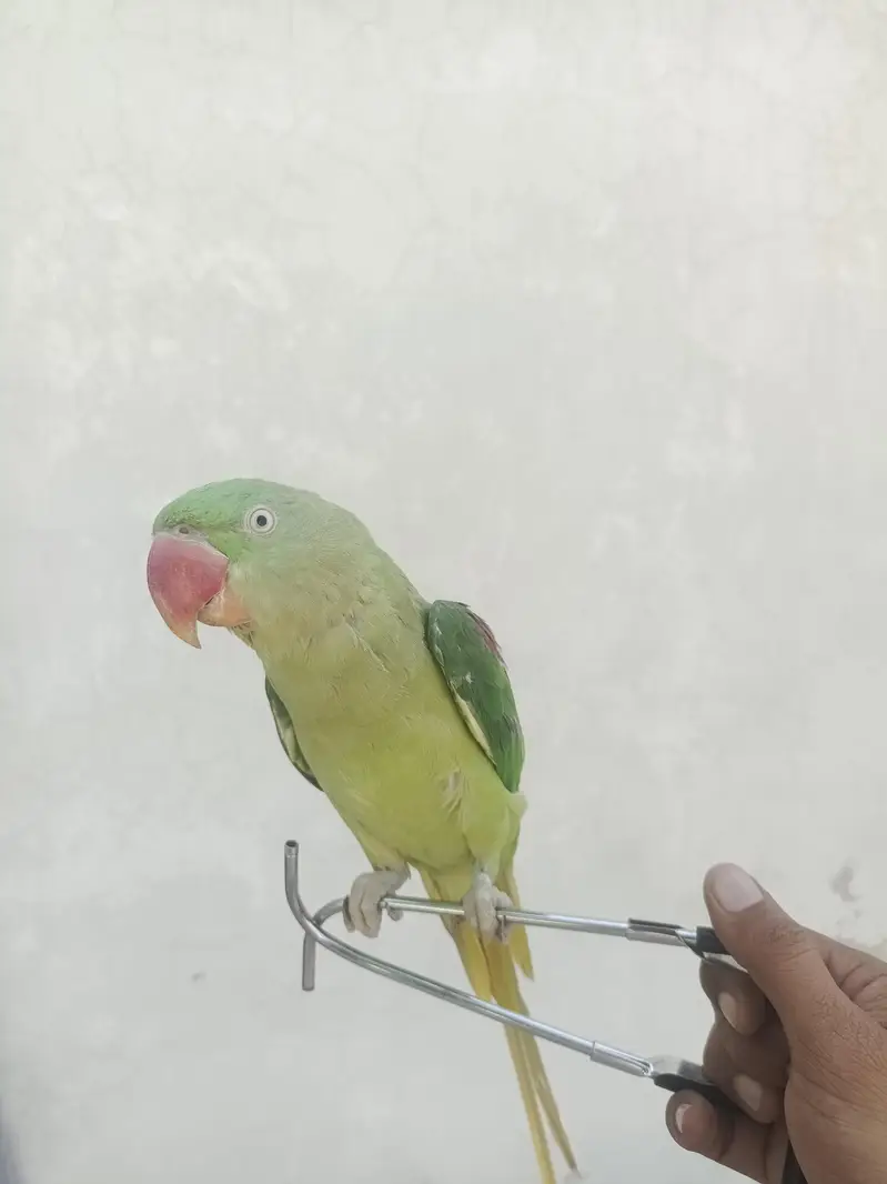 Raw parrot — photo 2