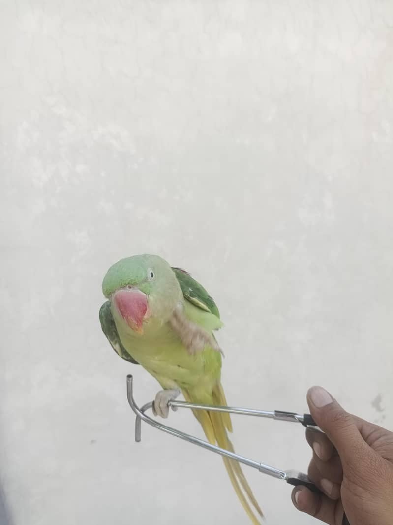 Raw parrot 2