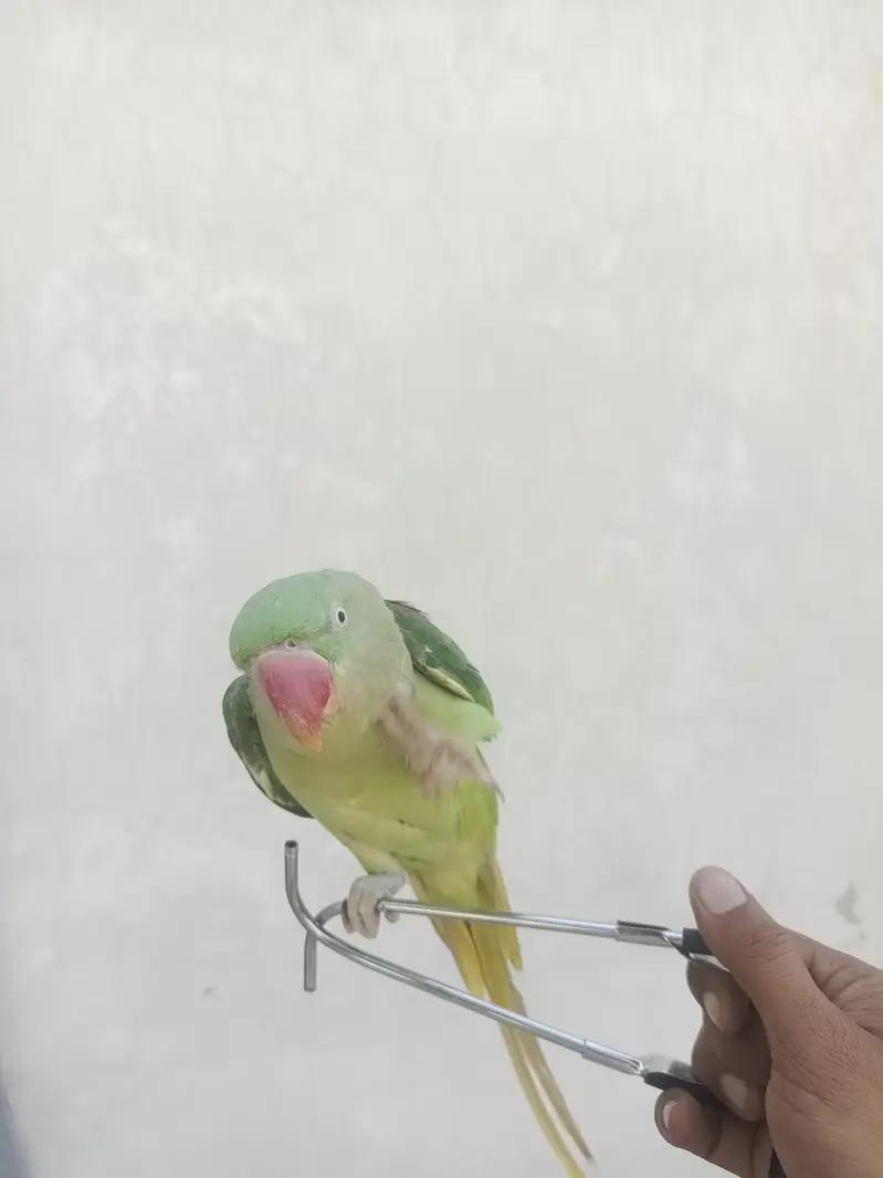 Raw parrot — photo 3