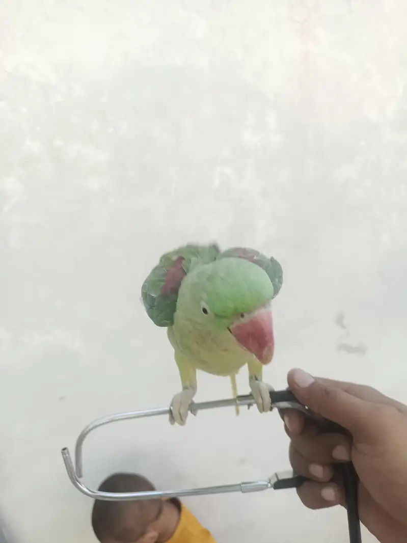 Raw parrot — photo 4