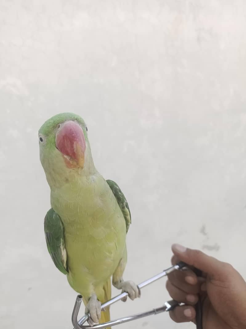 Raw parrot 4