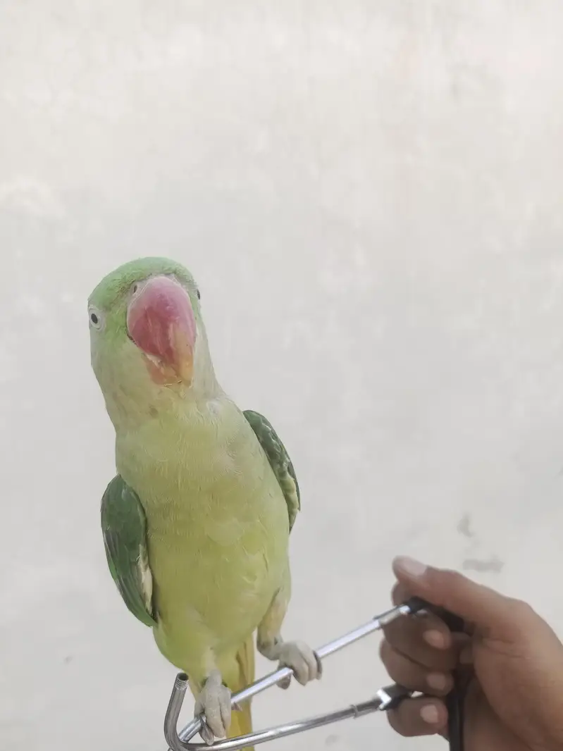 Raw parrot — photo 5