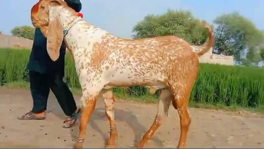 desi Bakra for Sale Mashallah Call 03405796364