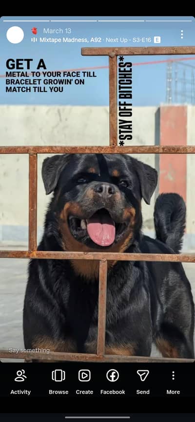 Male Rottweiler Required for Breeding in Islamabad / Rawalpindi