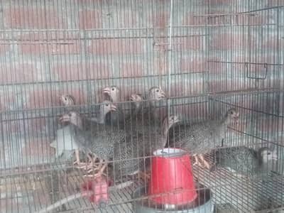 Guinea fowl teetri chicks ( china hen)