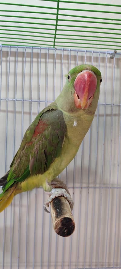 kashmiri ringneck parrot for sell with cage