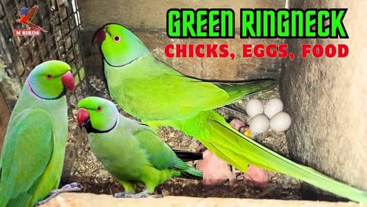 Parrots pairs 5
