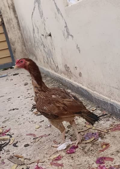 Mianwali Aseel Hens I Mianwali Aseel Murgha I Mianwali Aseel