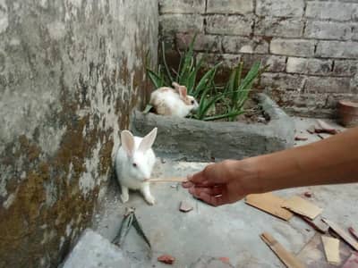 Rabbit for sale pair