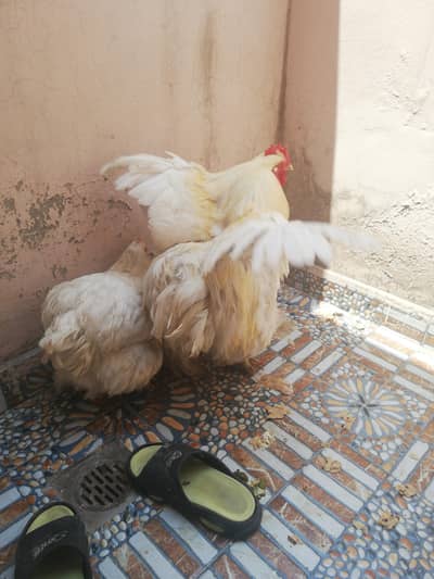 Mashallah White Buff pair