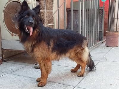 German shepherd Male pedigree 03134111831