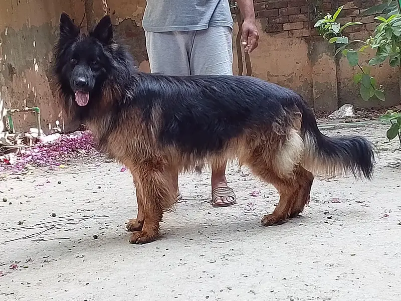 German shepherd Male pedigree 03134111831 — photo 2