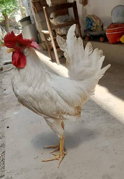 sufaid Murgha for sale