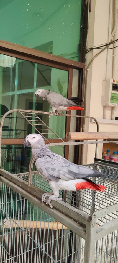 African Grey Parrot - Pair