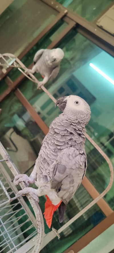 African Grey Parrot - Pair