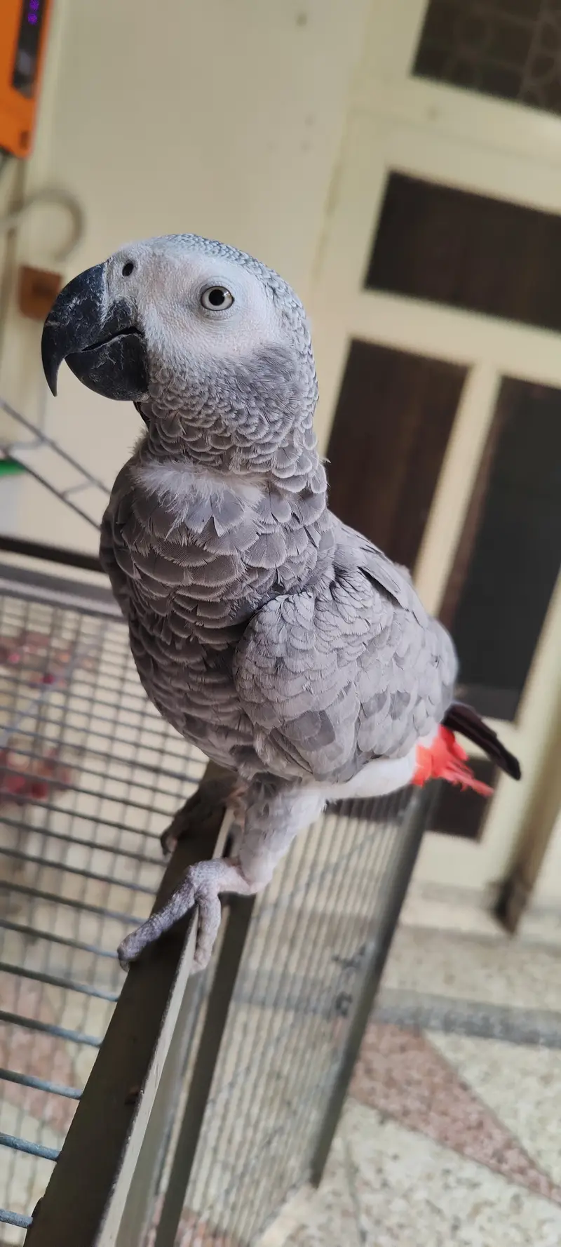 African Grey Parrot - Pair — photo 3