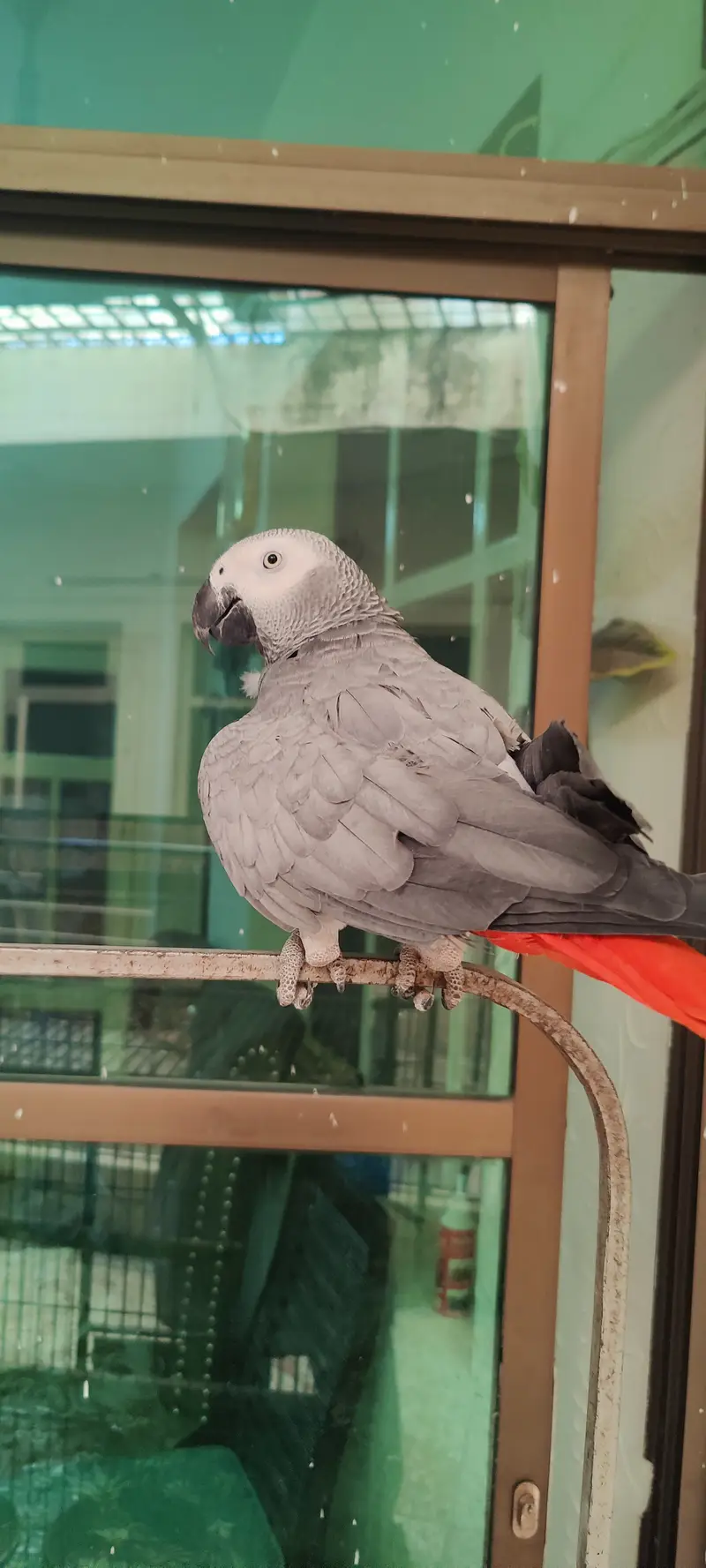 African Grey Parrot - Pair — photo 4