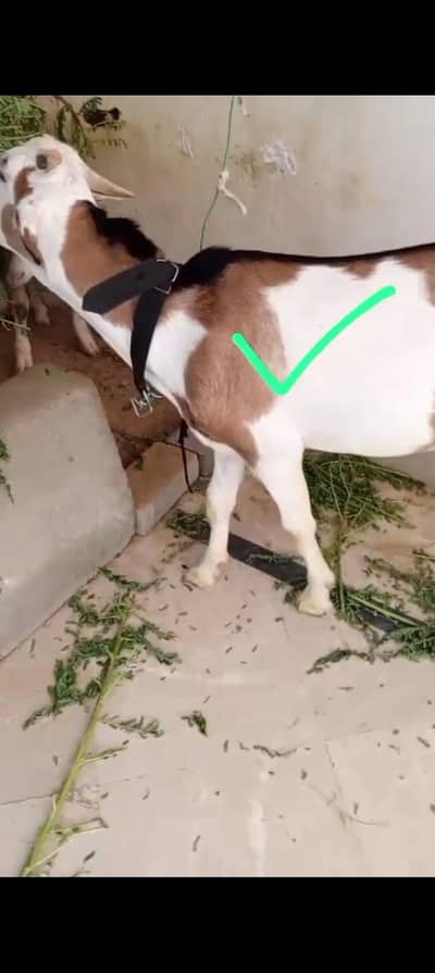 taddy bakra