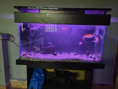 Fish with Fish Aquarium for Sale