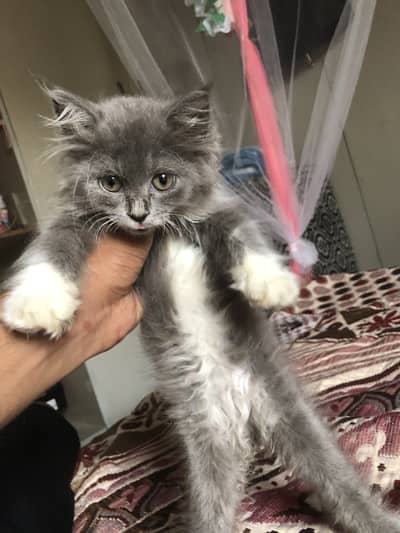 Triple coat Male kitten for sale age 2 months