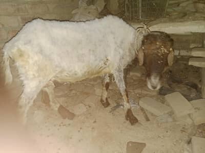 active sheep