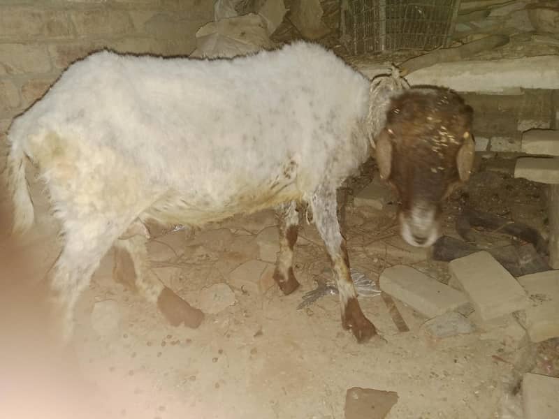 active sheep 0