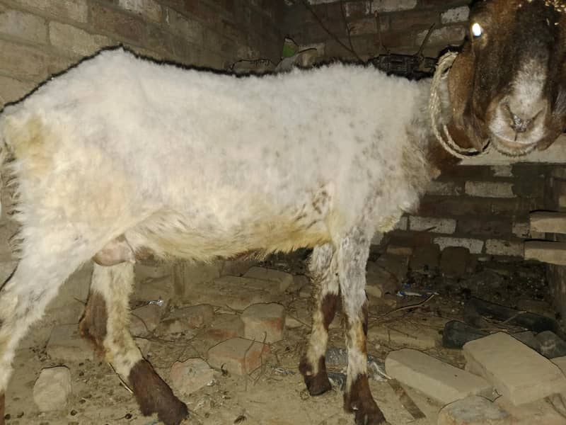 active sheep 1